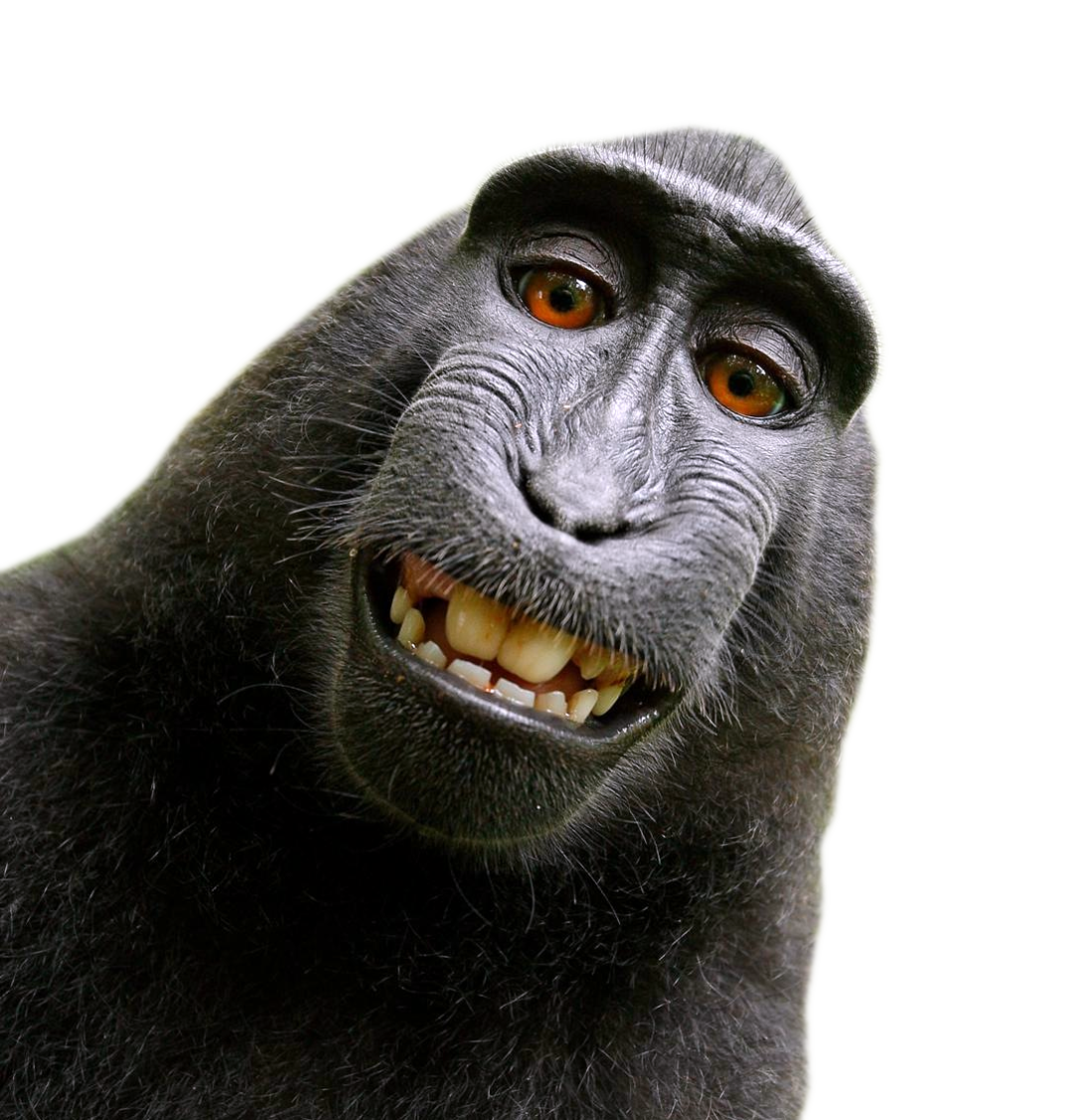 monkey_PNG18727 | nicolasrichard.fr